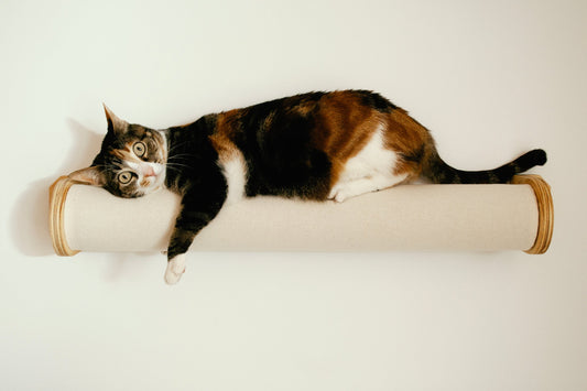Gato descansando sobre Rulo Cleo - Gatificación vertical - Gatifica
