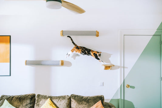 Gato saltando en un parque de pared para gatos - Gatificación vertical - Gatifica