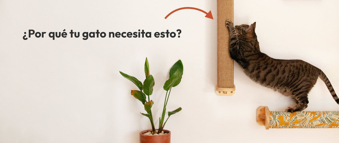 El estiramiento vertical: por qué tu gato necesita 'alargarse' cada día