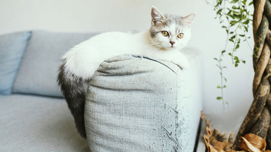 Cómo evitar que tu gato arañe el sofá (y cómo ayudarle)