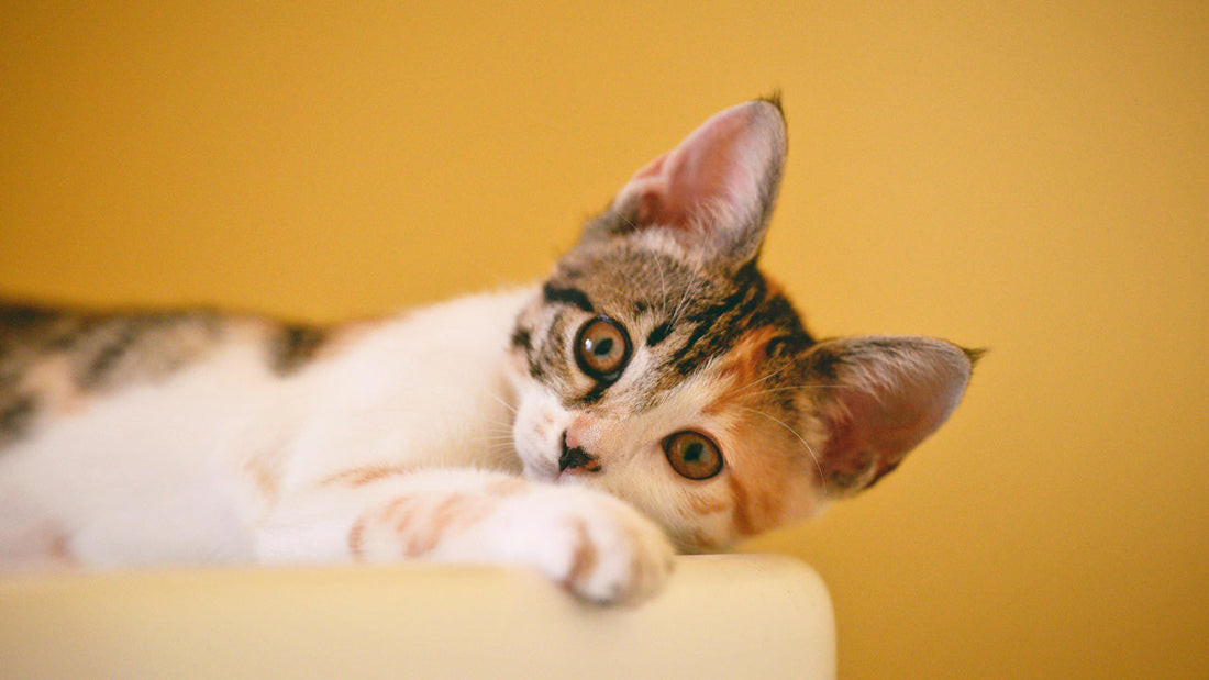 Preparar casa gato adoptado - gatificar casa con Gatifica