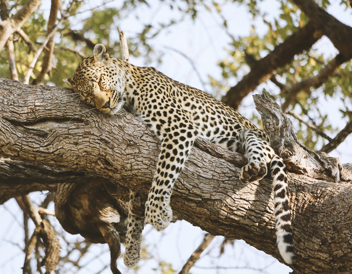 Cama de pared para gatos Rulo CLEO Leopardo 
